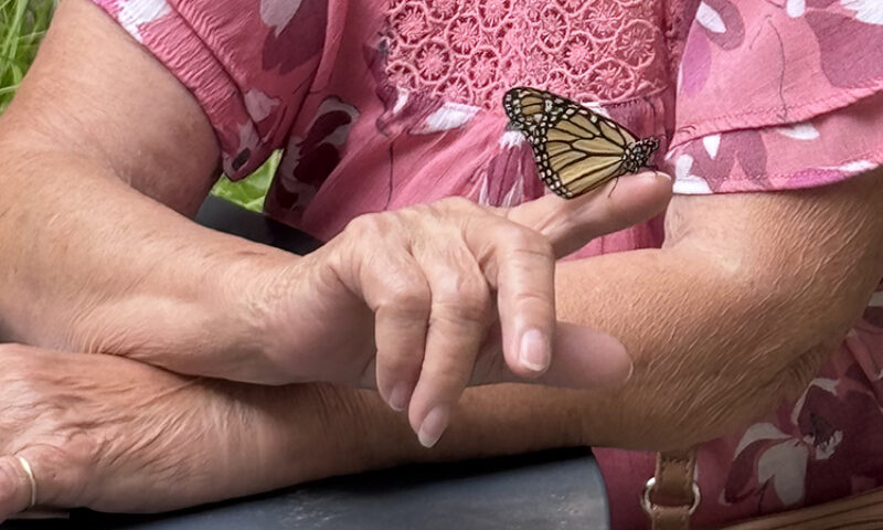 Photo of someone sticking out their finger to hold a butterfly